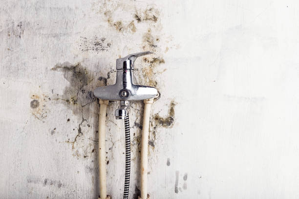 Best Basement Mold Remediation in Martinsburg, WV