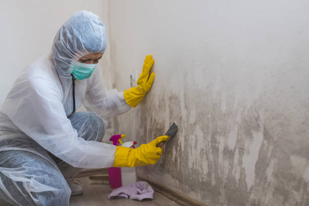 Best Insurance-Related Mold Remediation in Martinsburg, WV