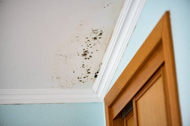 Best Bathroom Mold Remediation in Martinsburg, WV
