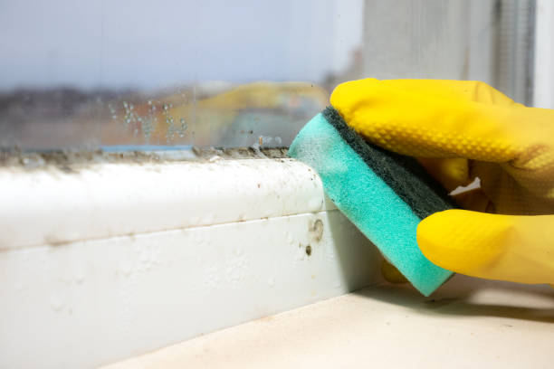 Best Preventive Mold Services in Martinsburg, WV
