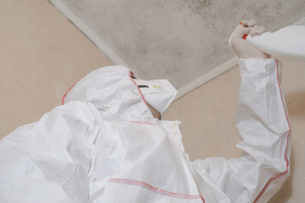 Best White Mold Remediation in Martinsburg, WV