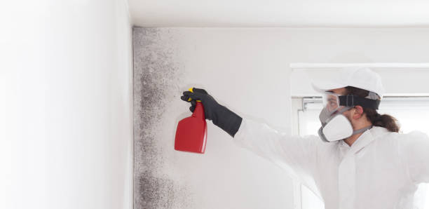 Best Post-Flood Mold Remediation in Martinsburg, WV