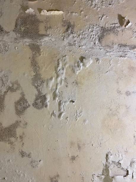 Best Industrial Mold Remediation in Martinsburg, WV