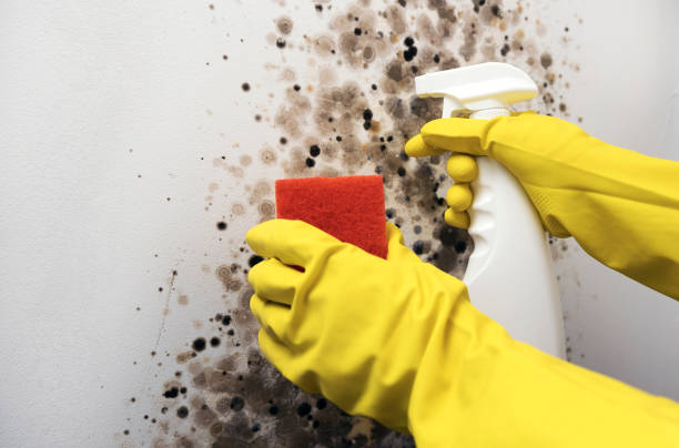 Best Residential Mold Remediation in Martinsburg, WV