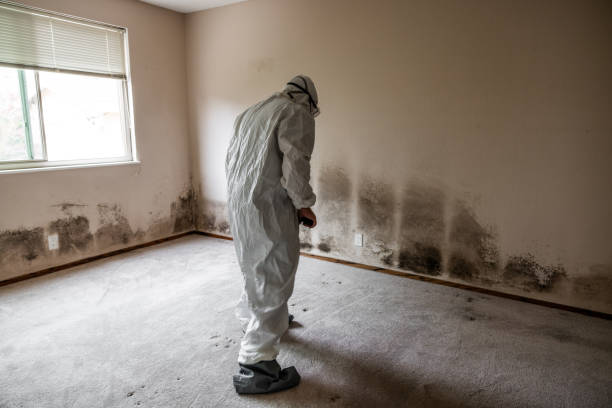 Reliable Martinsburg, WV Mold Remediation Solutions