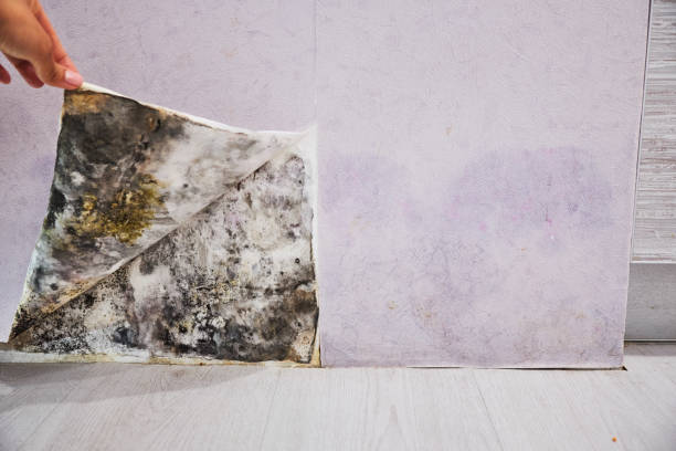 Best Mold Remediation for Specific Building Types in Martinsburg, WV